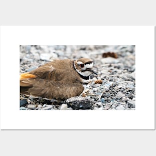 Killdeer Bird Guarding Her Nest Posters and Art